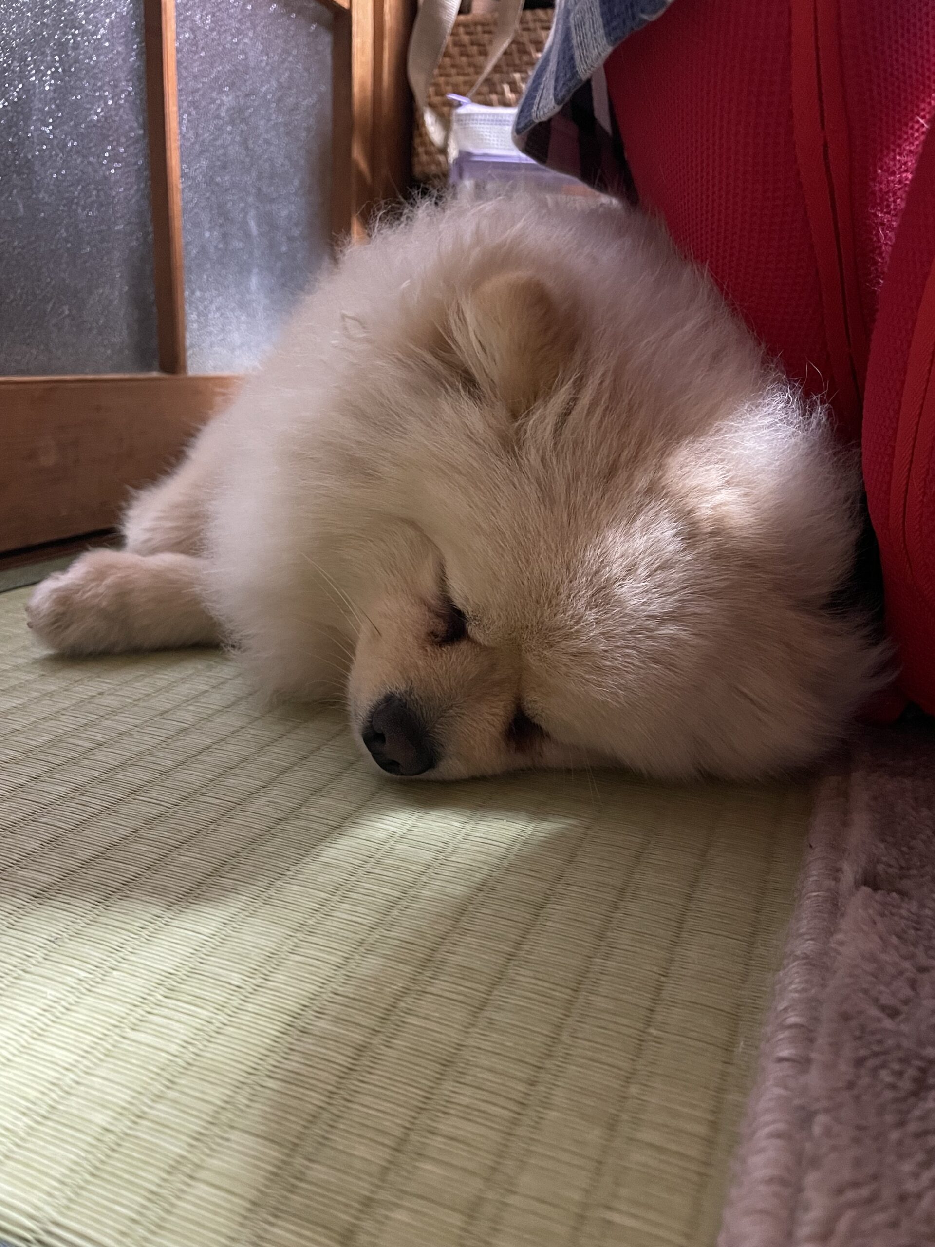 2025年4月8日_隅っこで寝ています