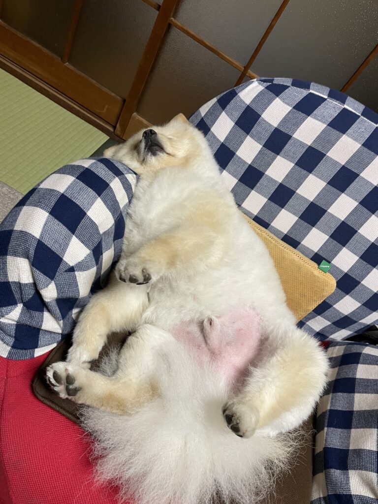 2025年5月6日_おなか丸出し