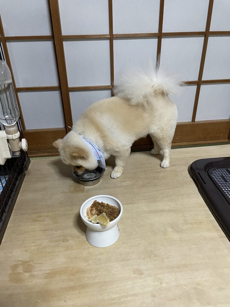 2025年9月6日_お水下さい