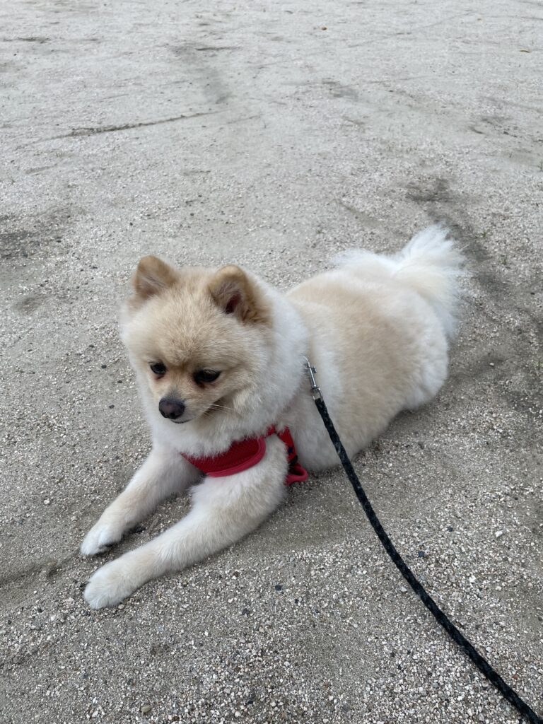 2025年9月19日_もう少し休ませてください