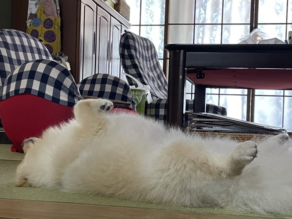 2025年10月10日_へそ天を横から