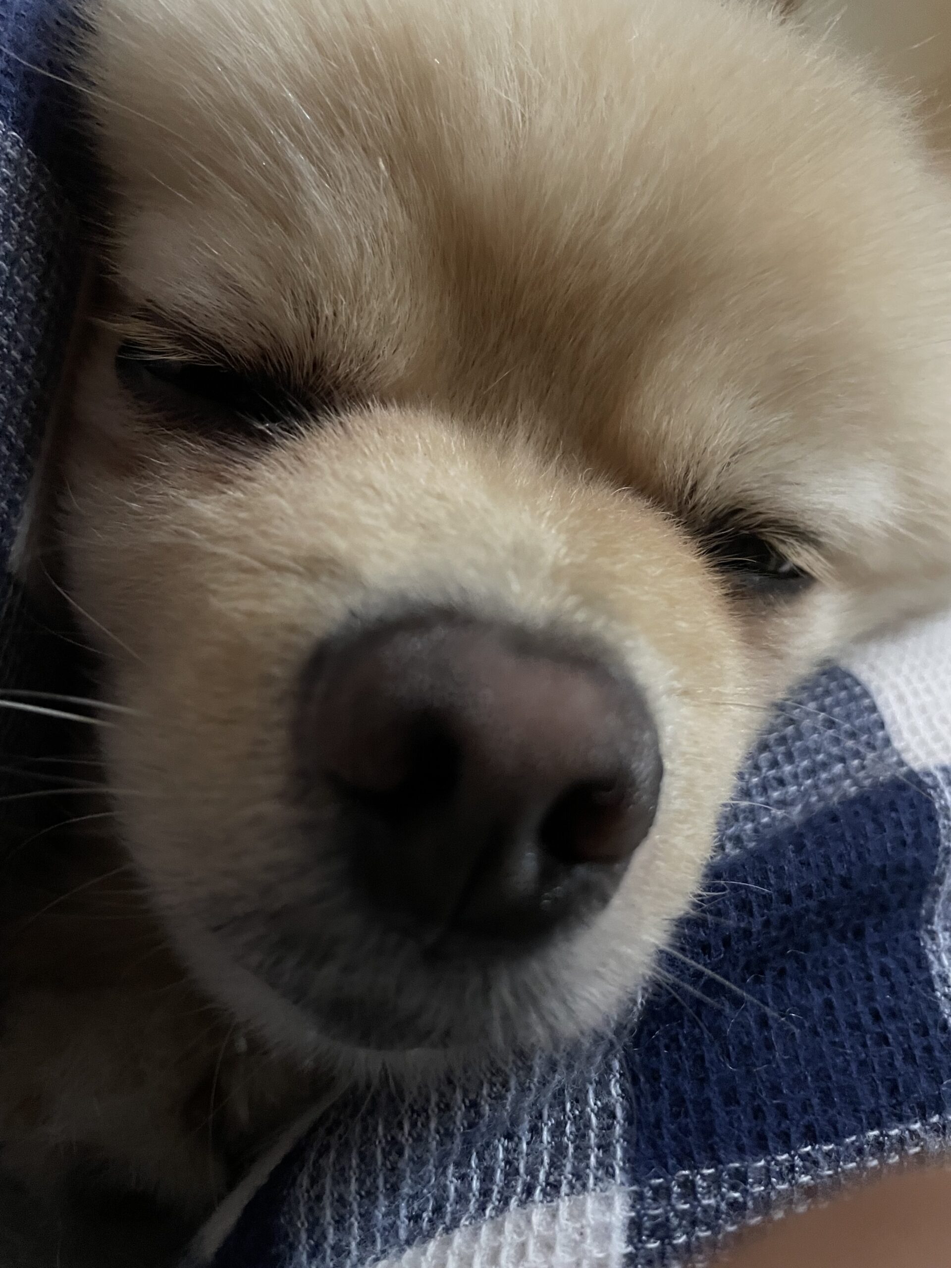 2025年10月3日_顔面アップ