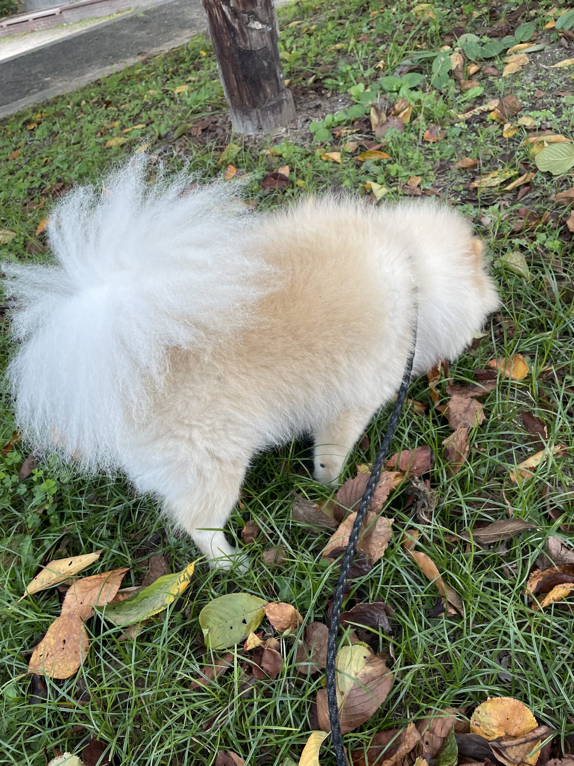 2025年10月23日_お散歩満喫中