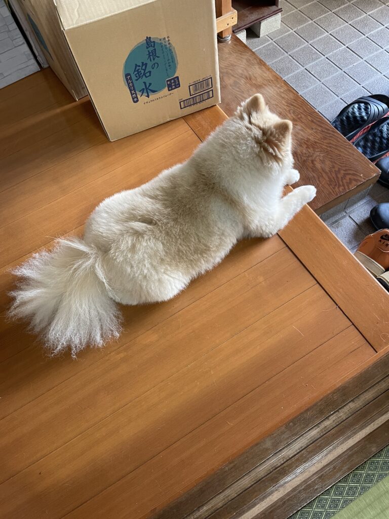 2025年11月14日_外を見てます