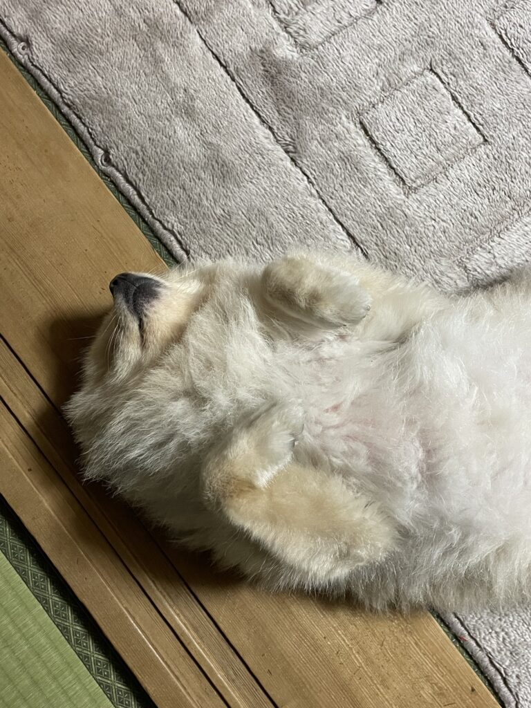 2025年11月28日_へそてんでスヤスヤ