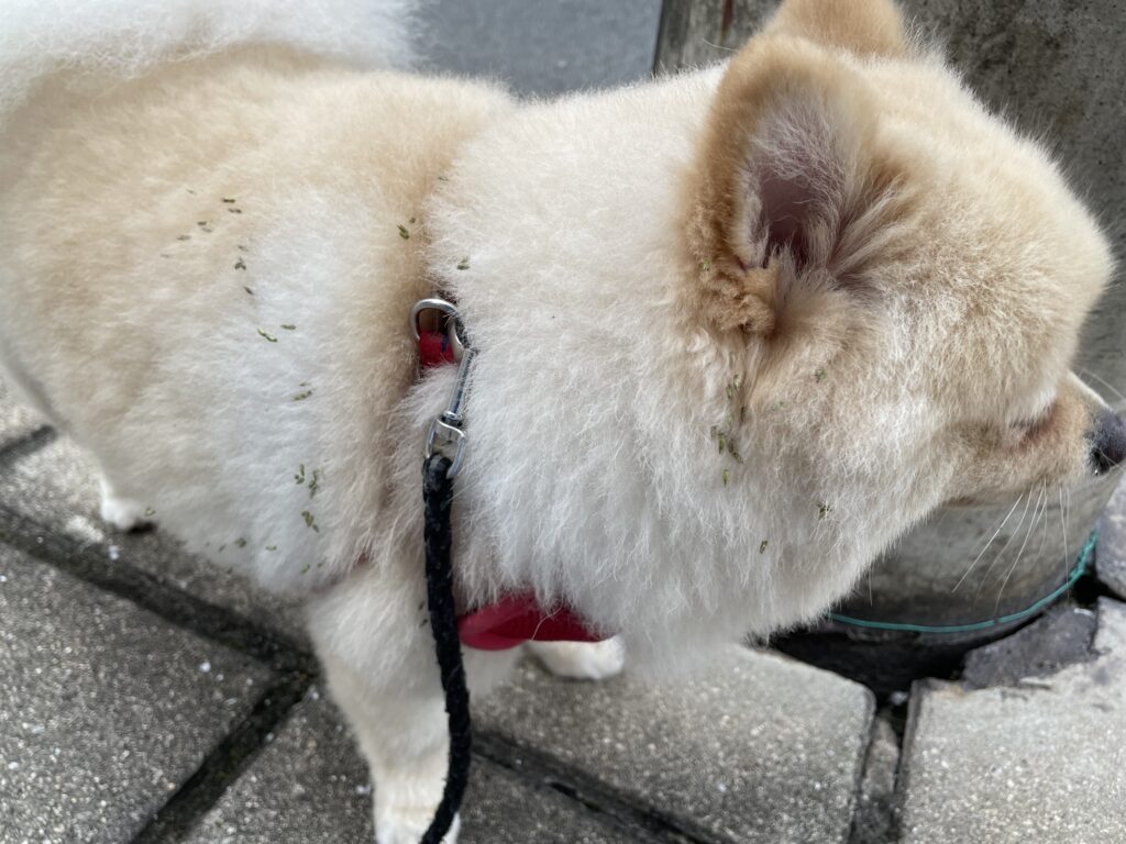 2025年11月7日_いつの間にか