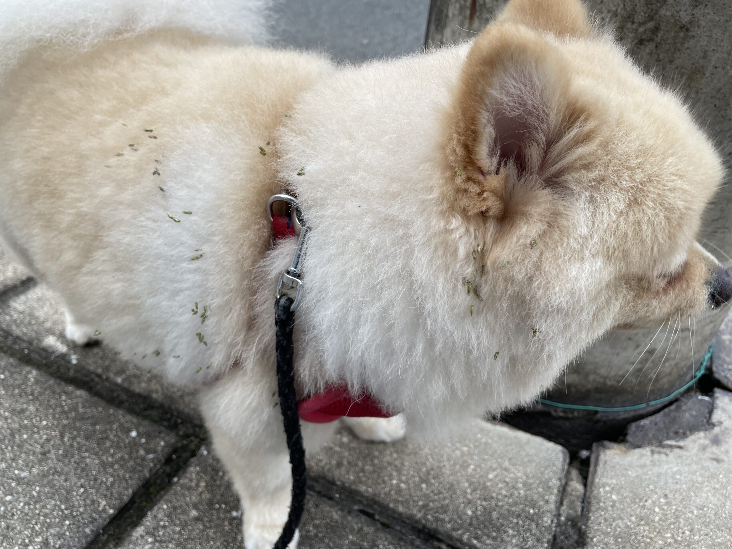 2025年11月7日_いつの間にか