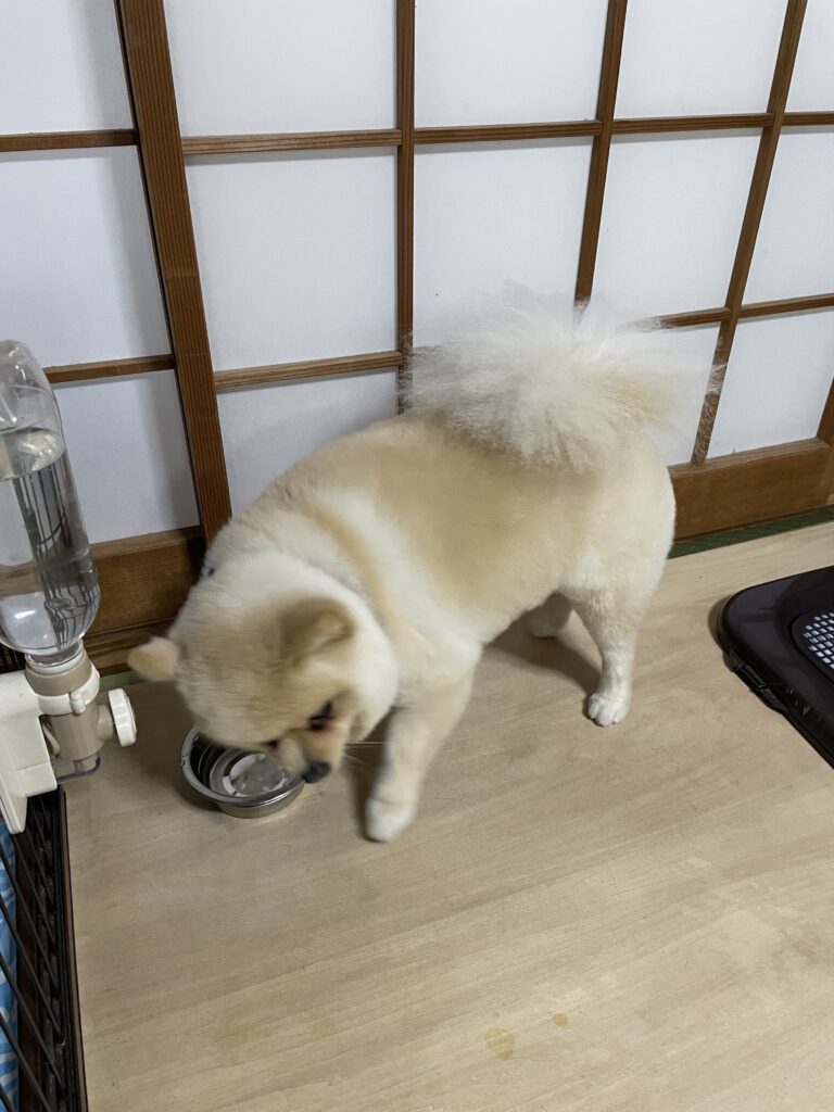 2025年10月31日_トリミング25年10月30日