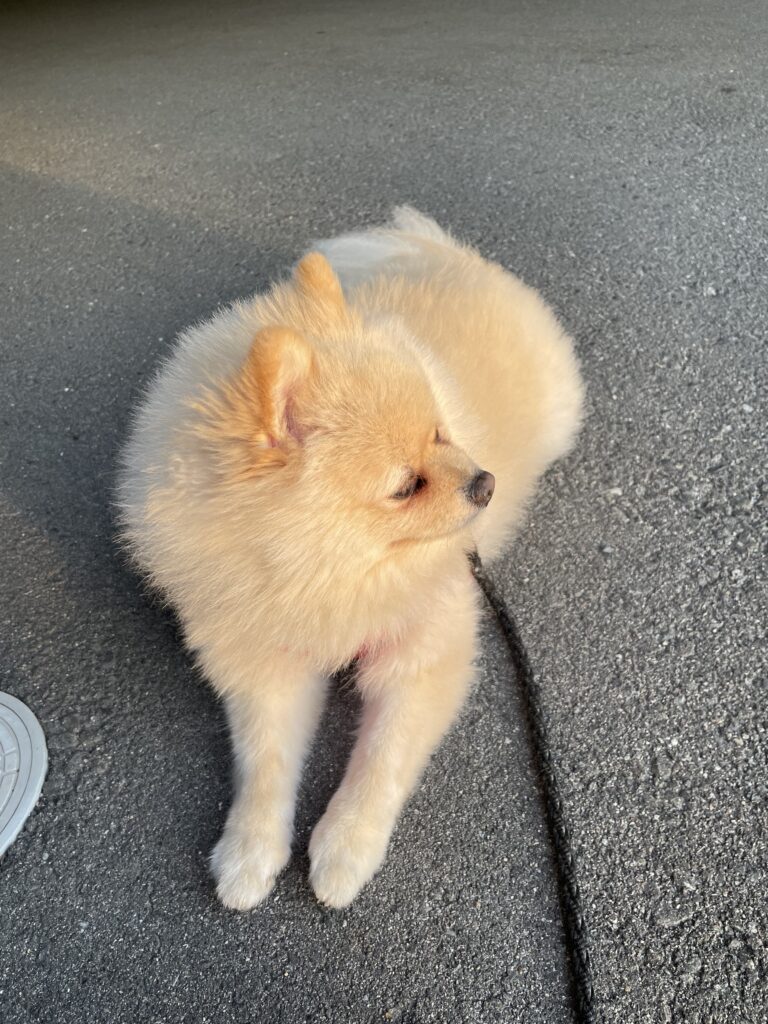 2025年11月22日_家族を待ってます