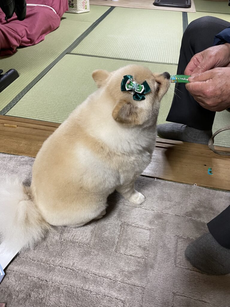 2025年12月24日_トリミング25年12月24日