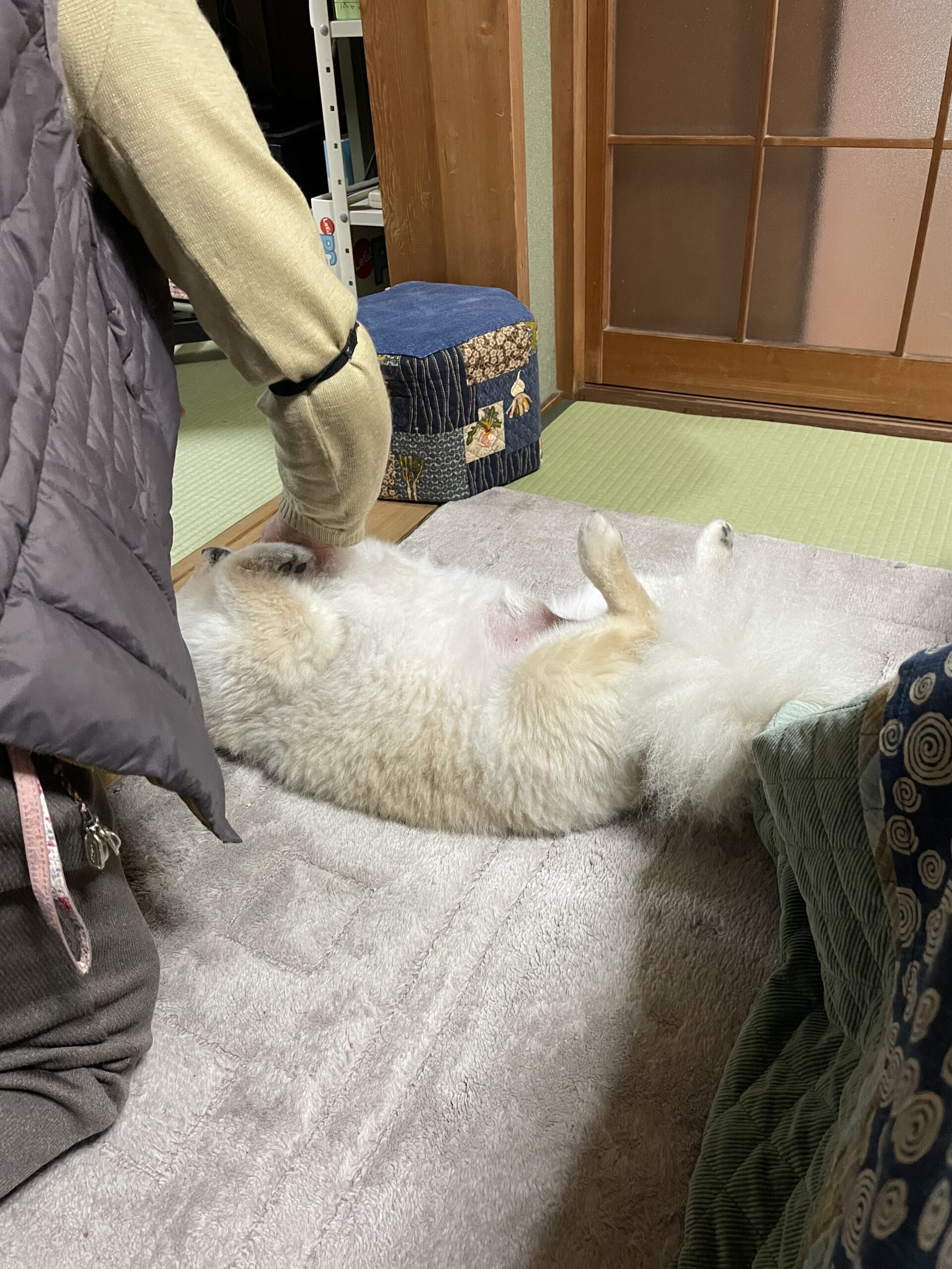 2026年1月11日_母におねだり