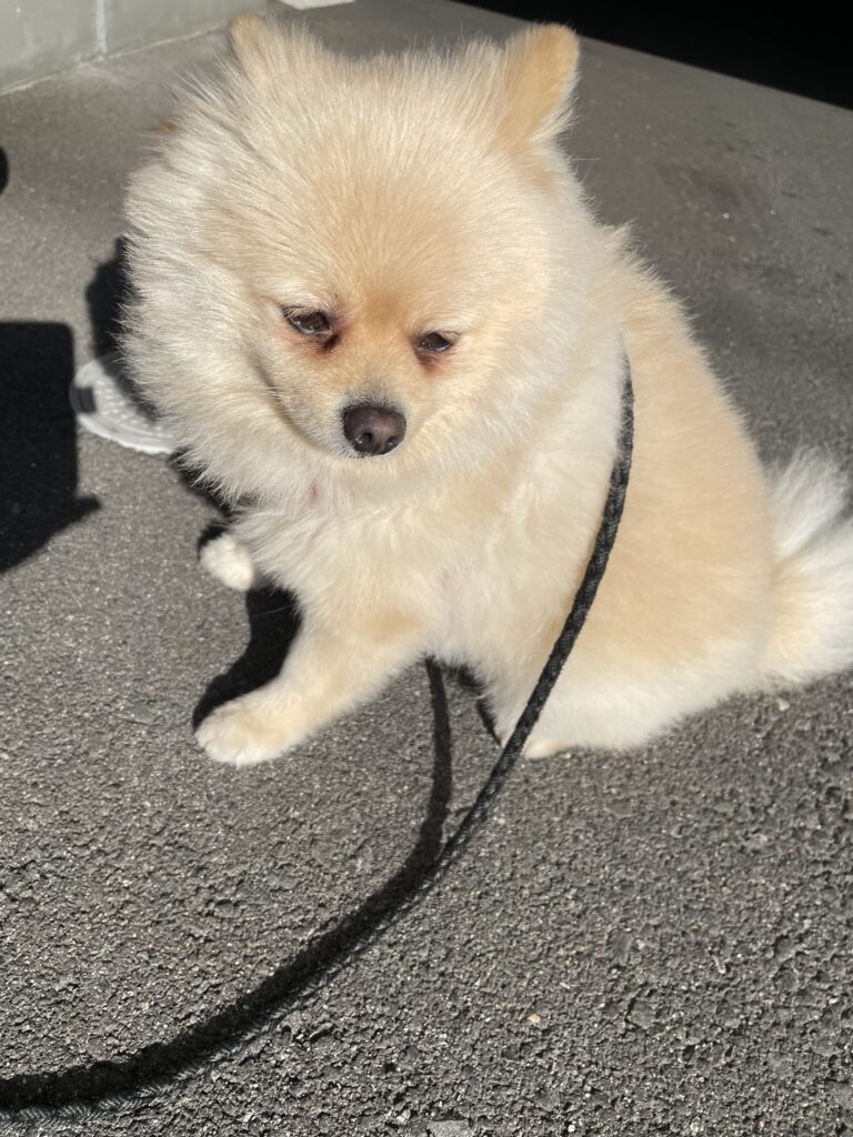 2026年1月18日_夕日がまぶしい