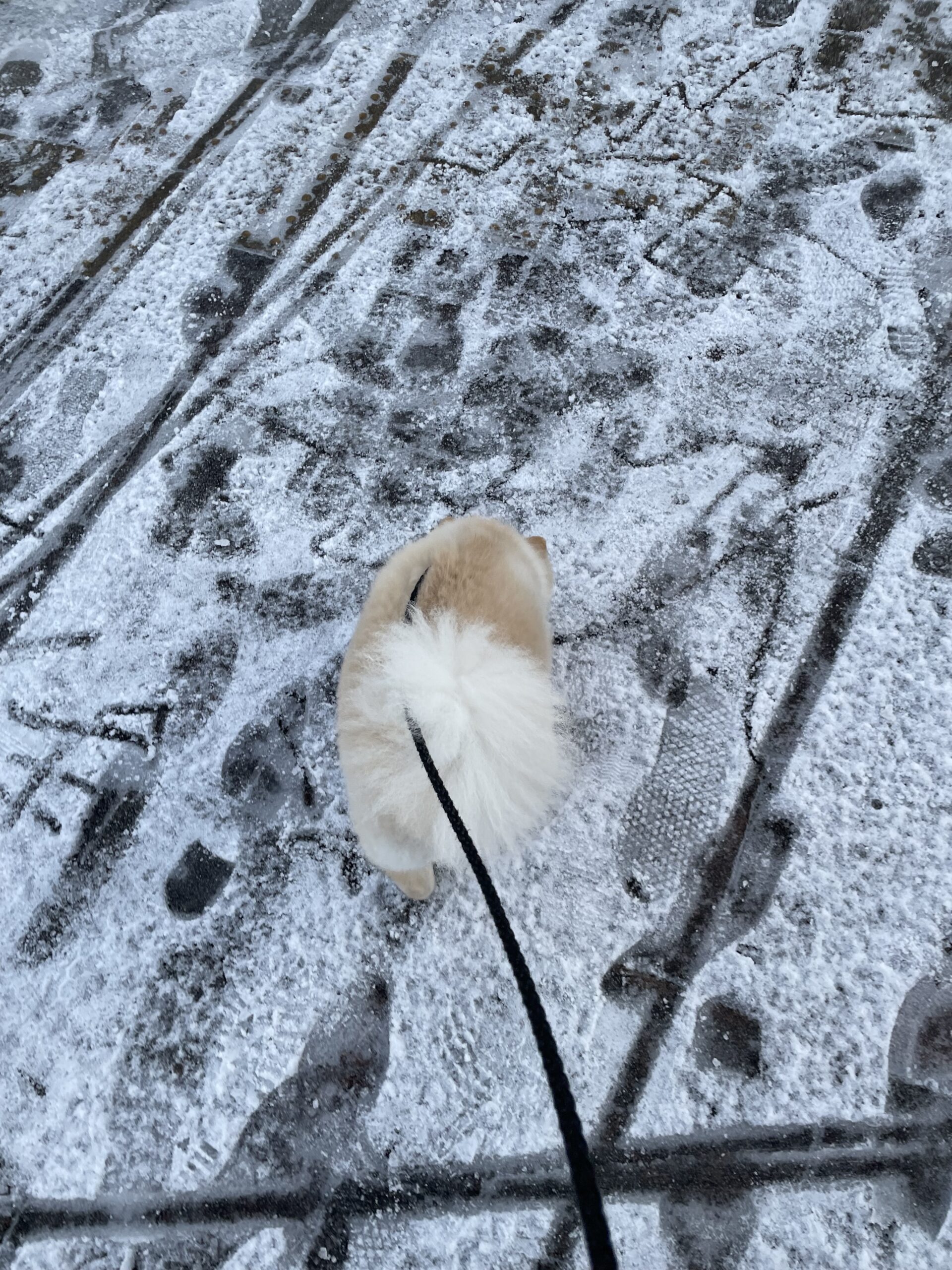 2026年1月3日_あけおめ