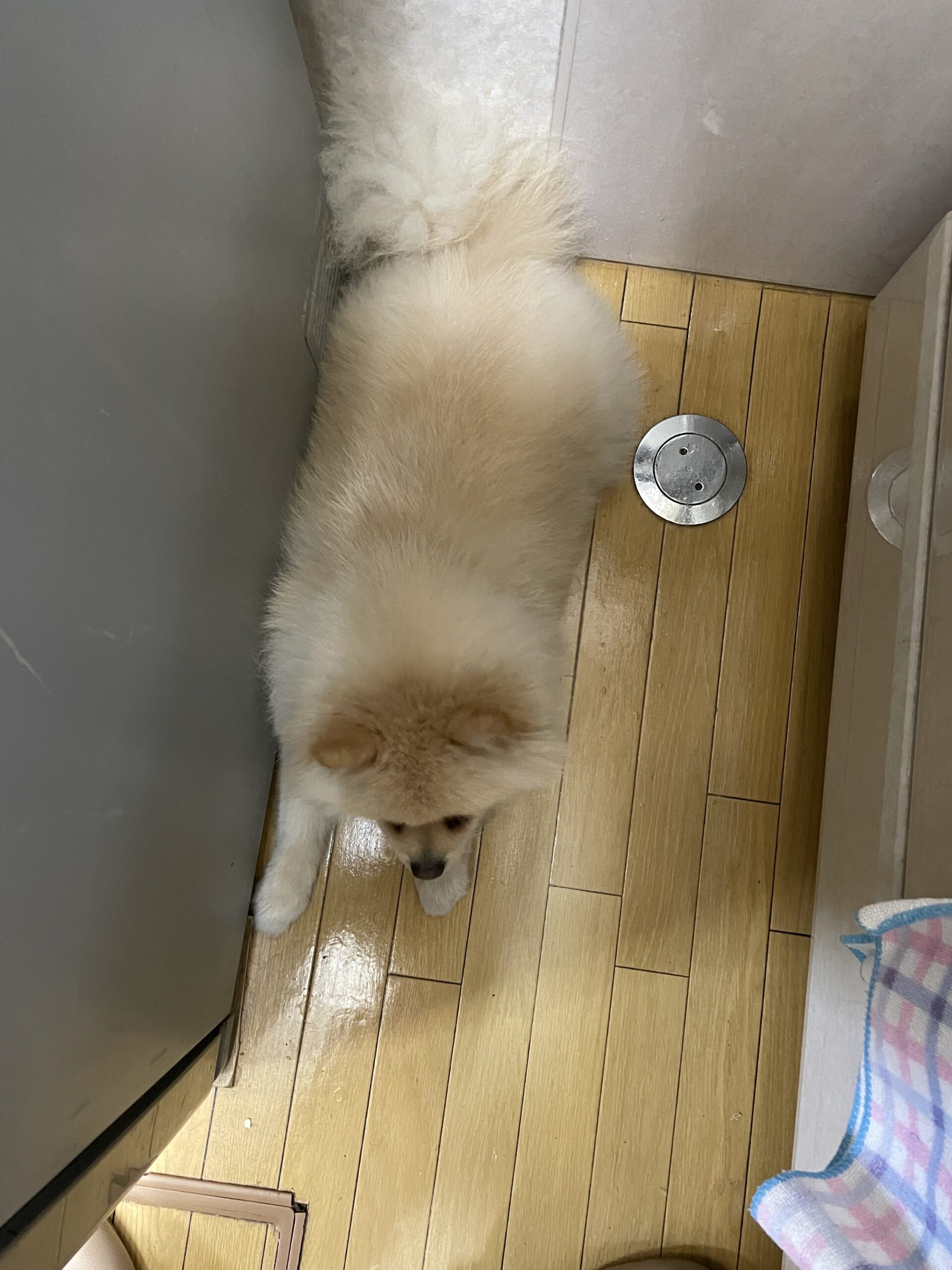 2026年2月8日_台所で籠城