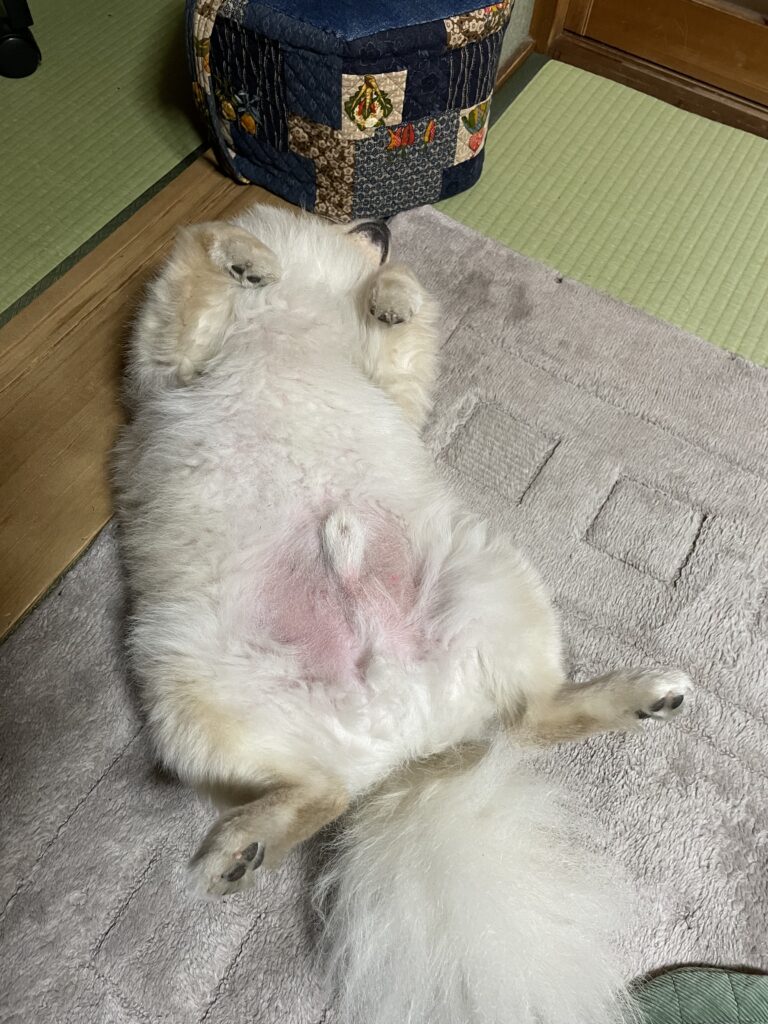 2026年2月1日_へそ天で寝ています