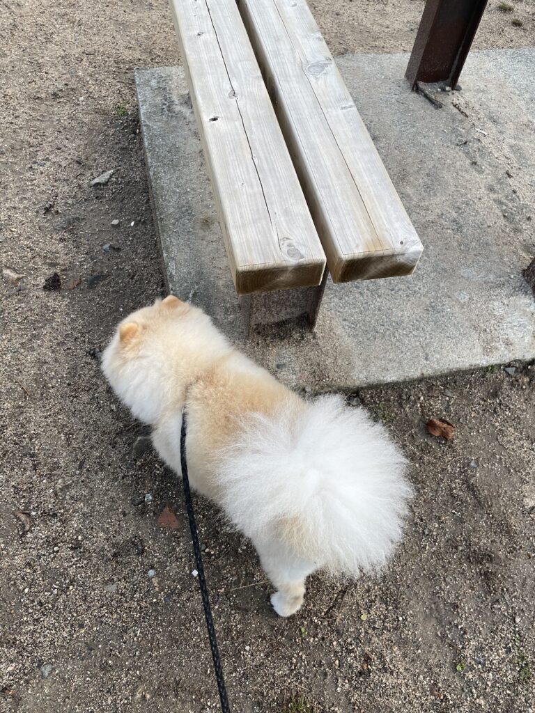 2026年2月26日_左に決めました