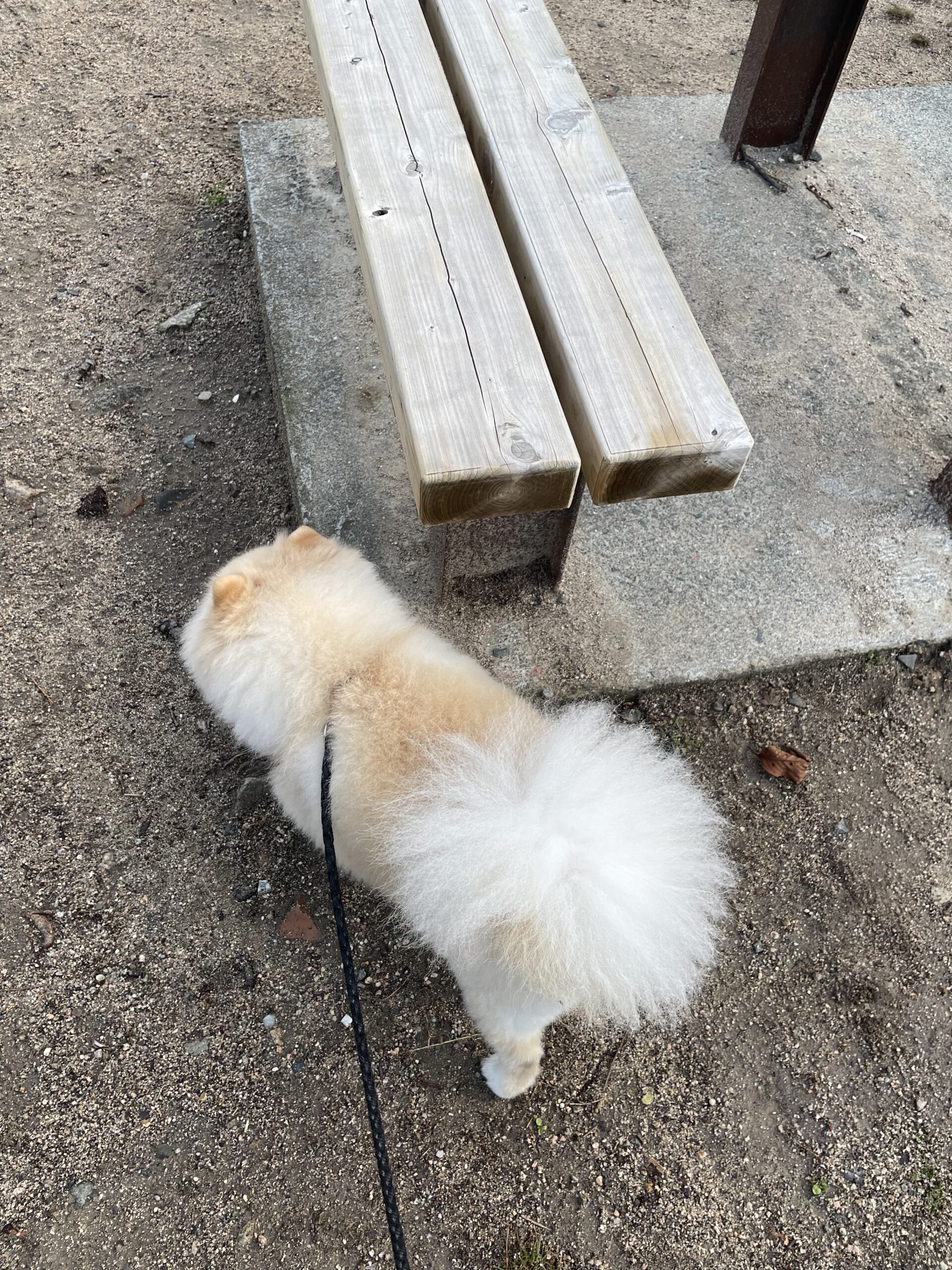 2026年2月26日_左に決めました