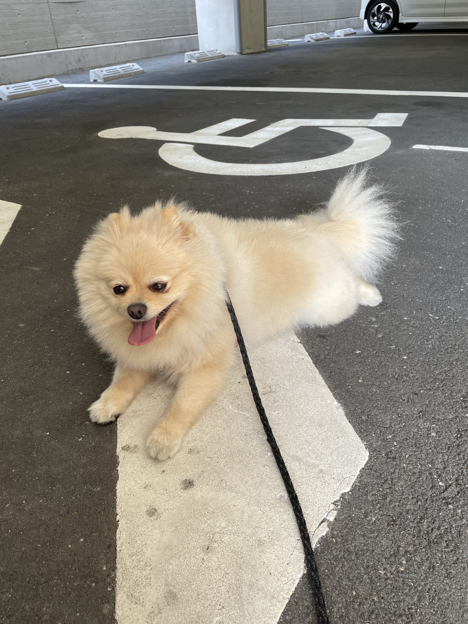 2026年3月13日_納骨堂の駐車場