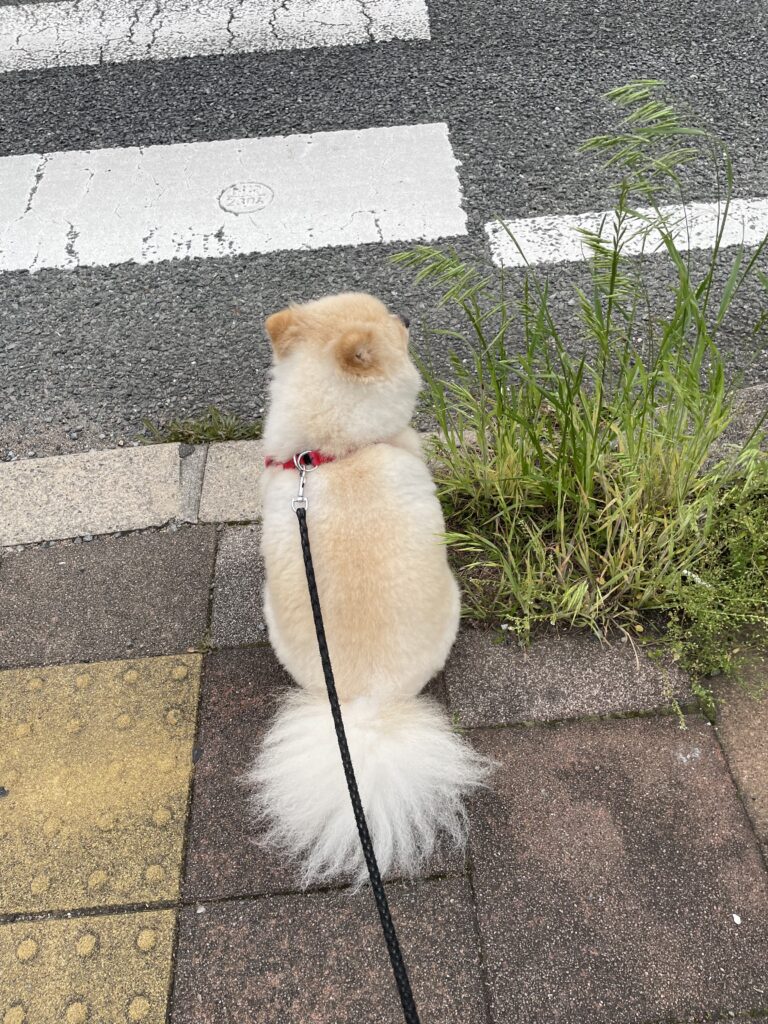 2026年4月26日_信号待ちは得意です