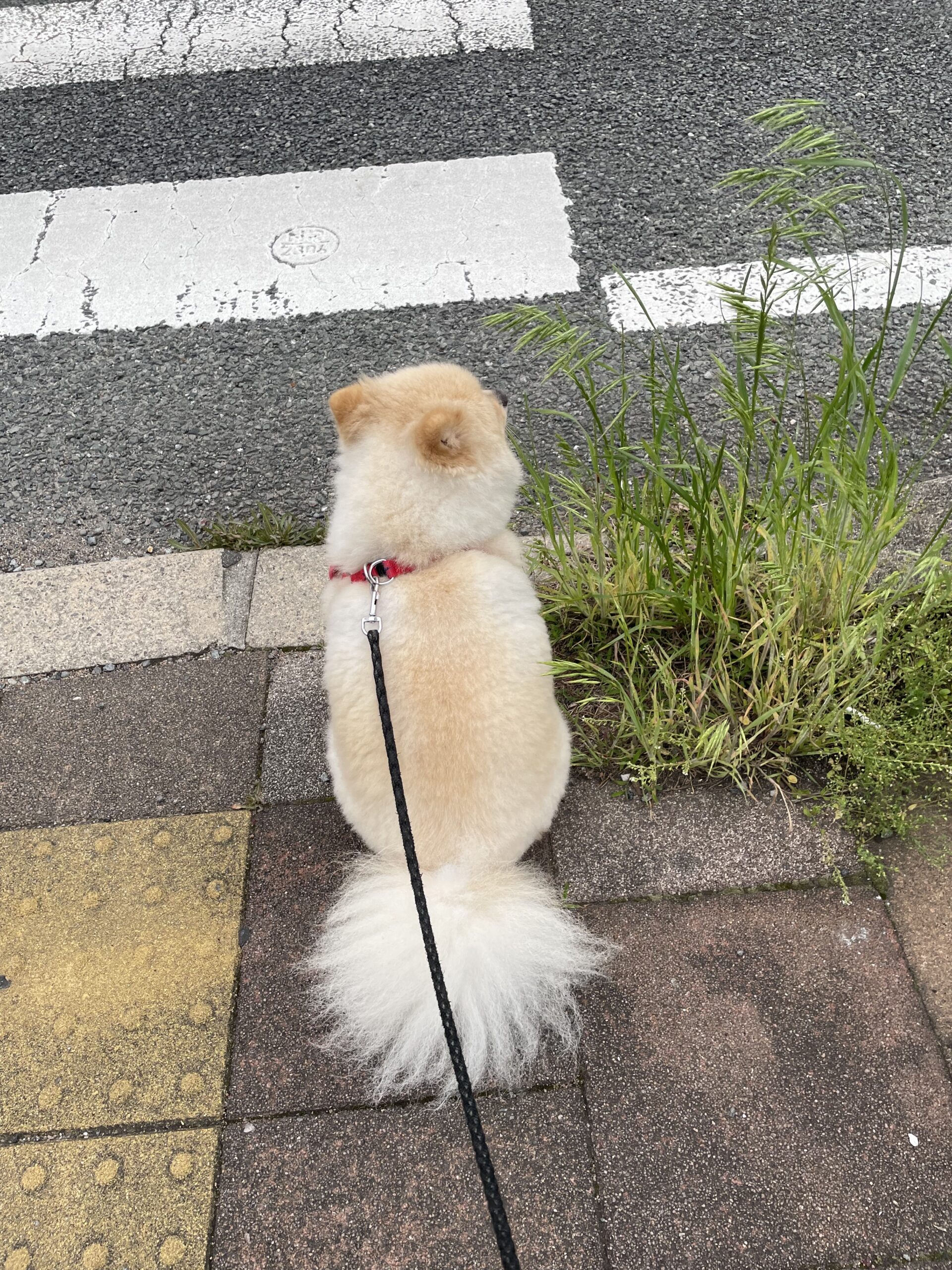 2026年4月26日_信号待ちは得意です