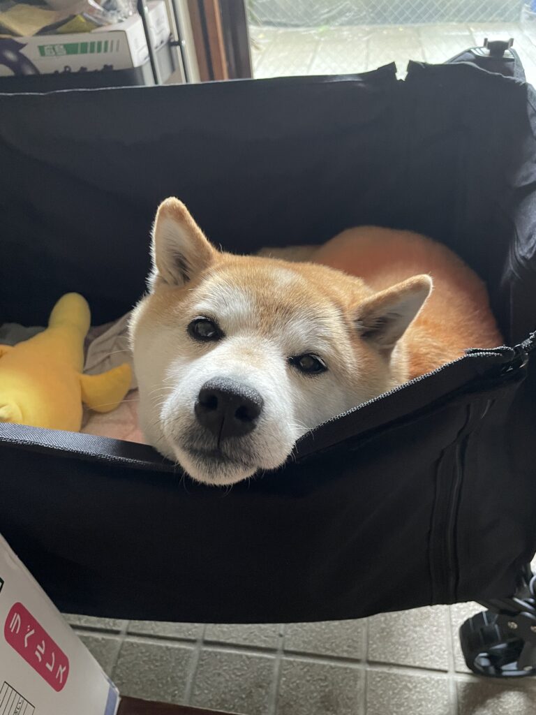 2026年4月16日_ももちゃん