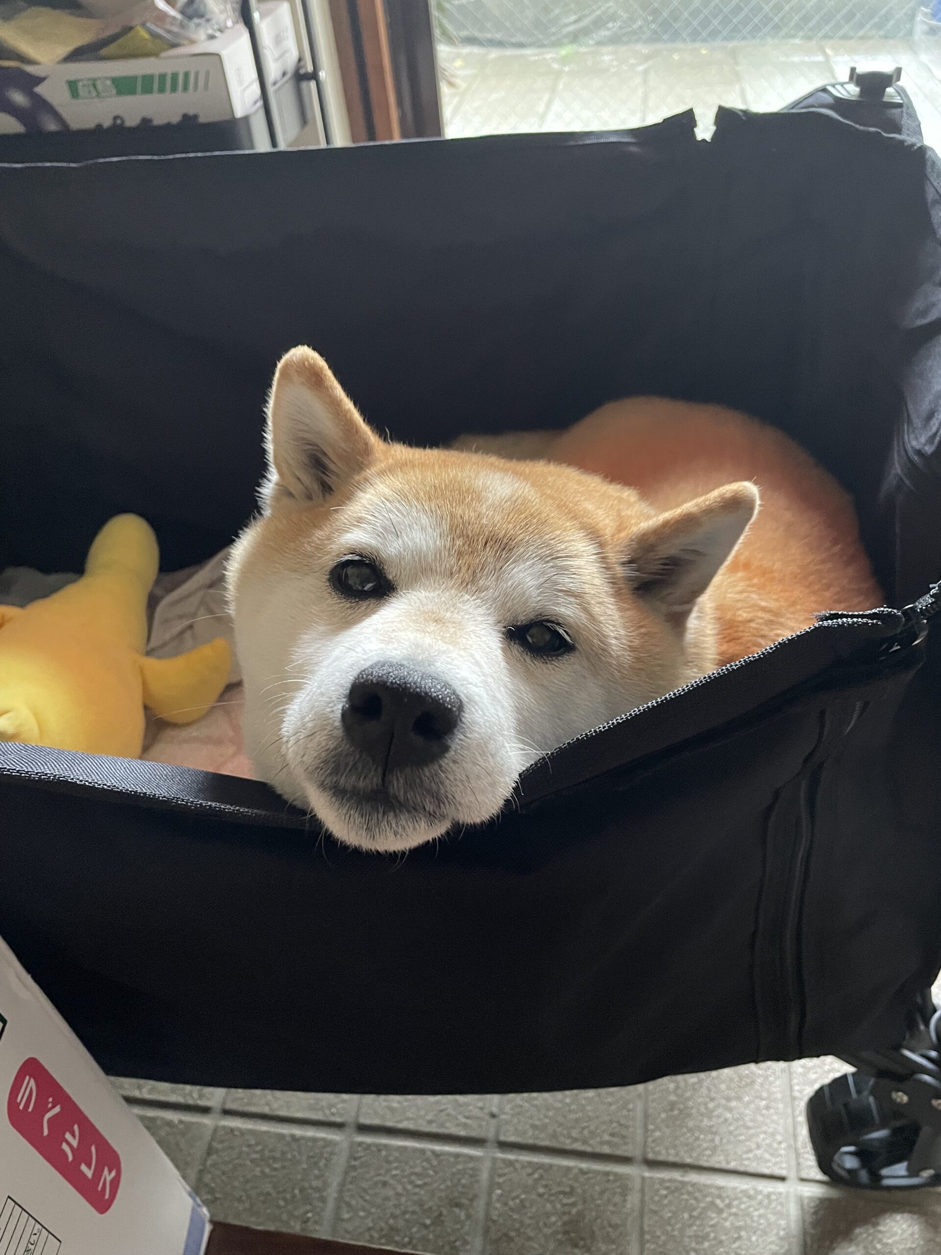 2026年4月16日_ももちゃん