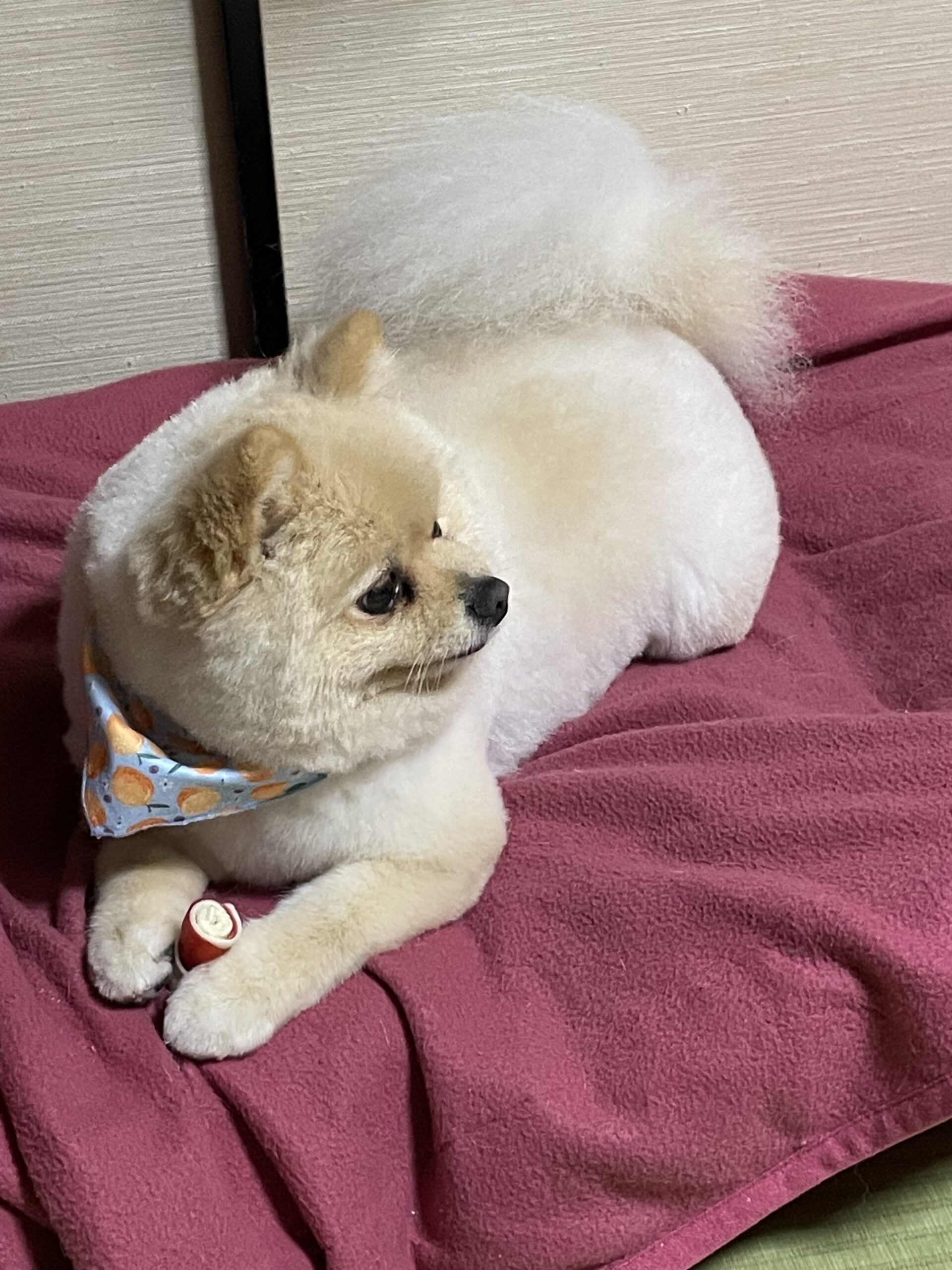 2026年4月11日_トリミングに行ってきました（26年4月9日）