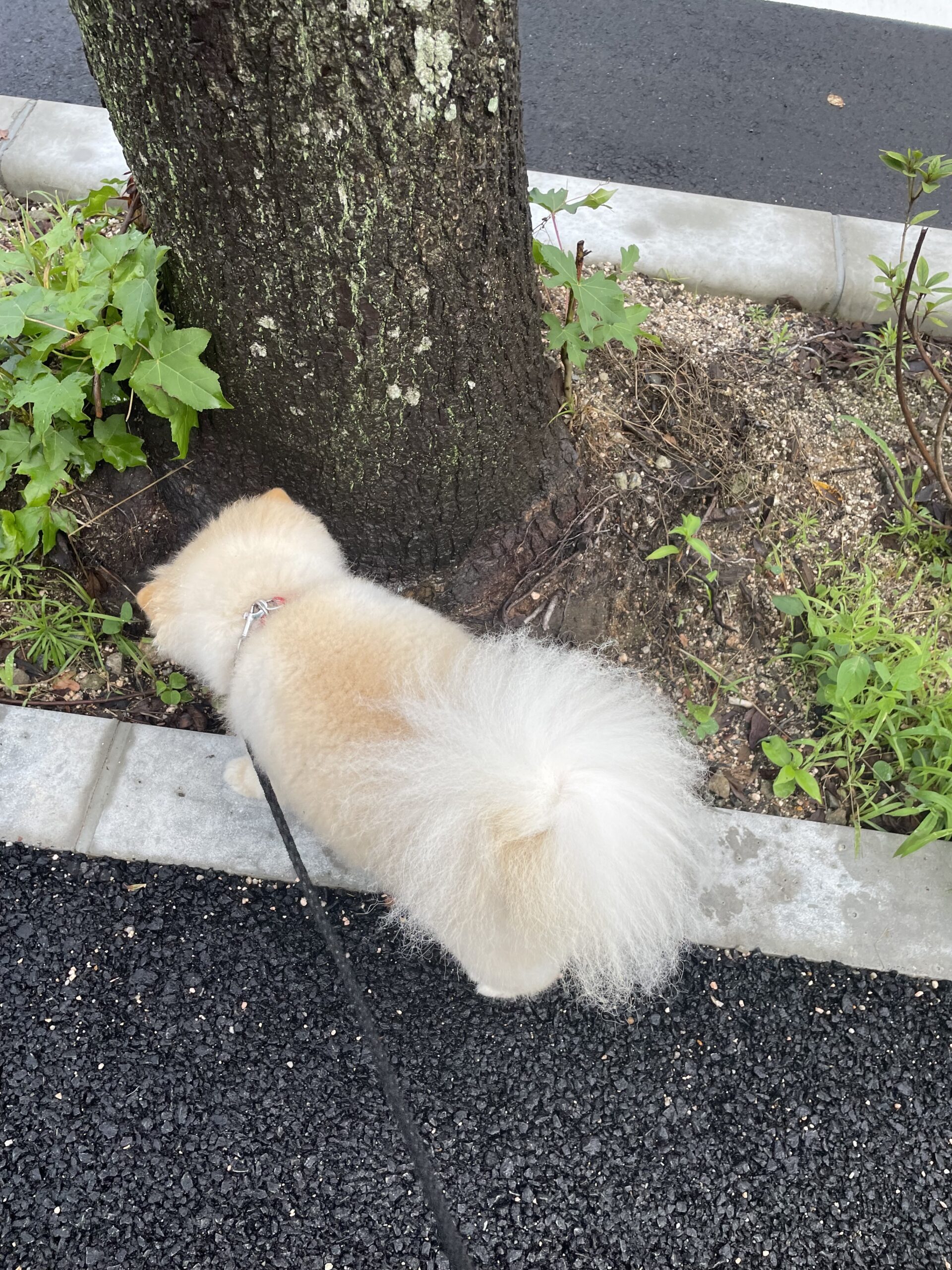 2026年6月29日_植物の匂いを嗅ぎながら