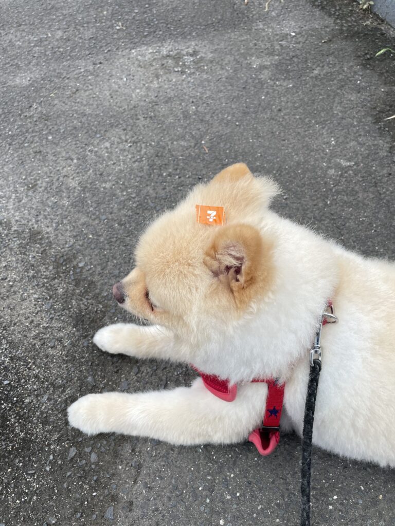2026年6月12日_いつどこで？