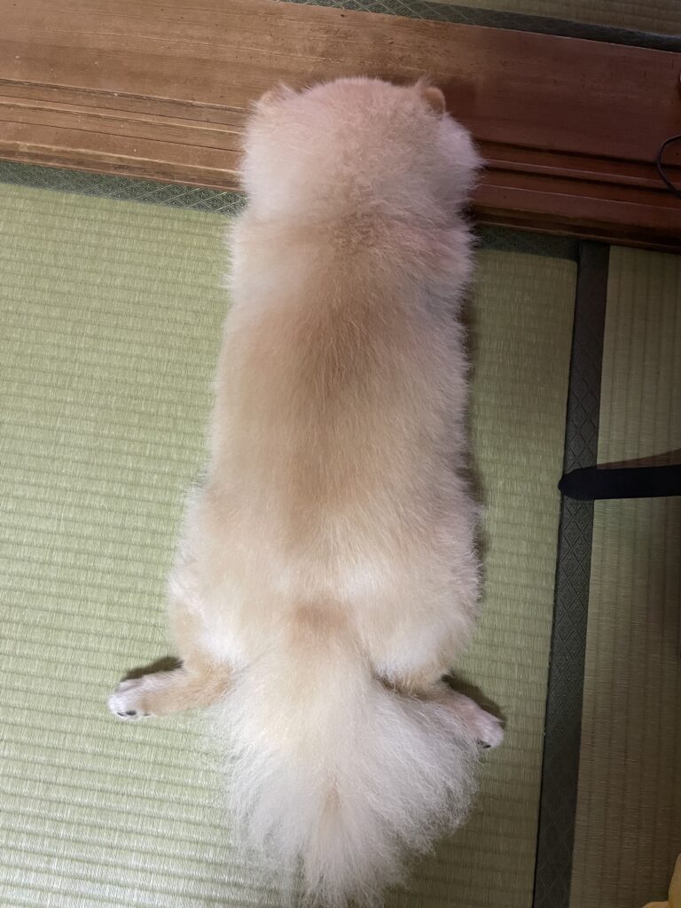 2026年8月2日_上からの写真