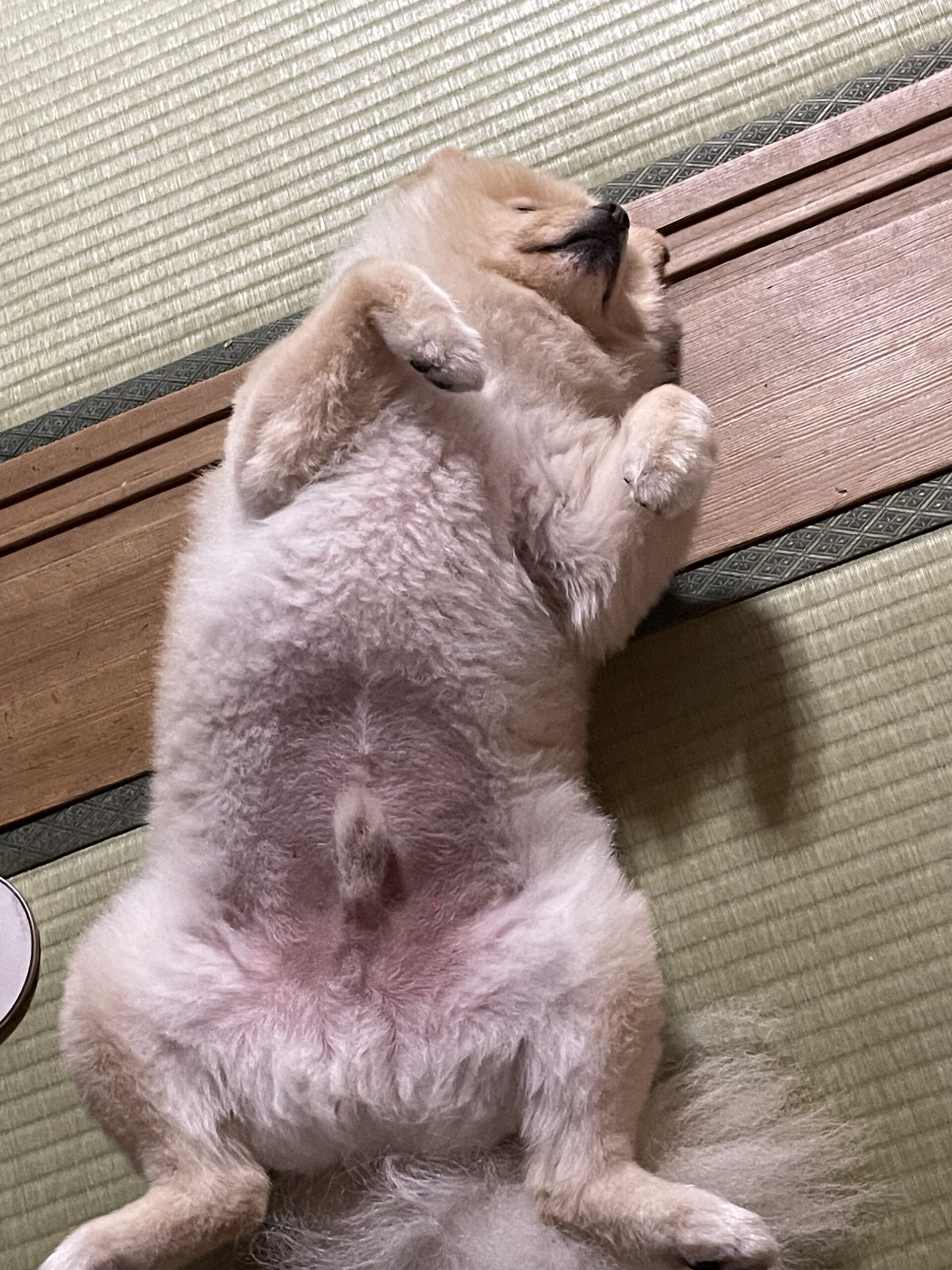 2026年10月10日_スヤスヤです